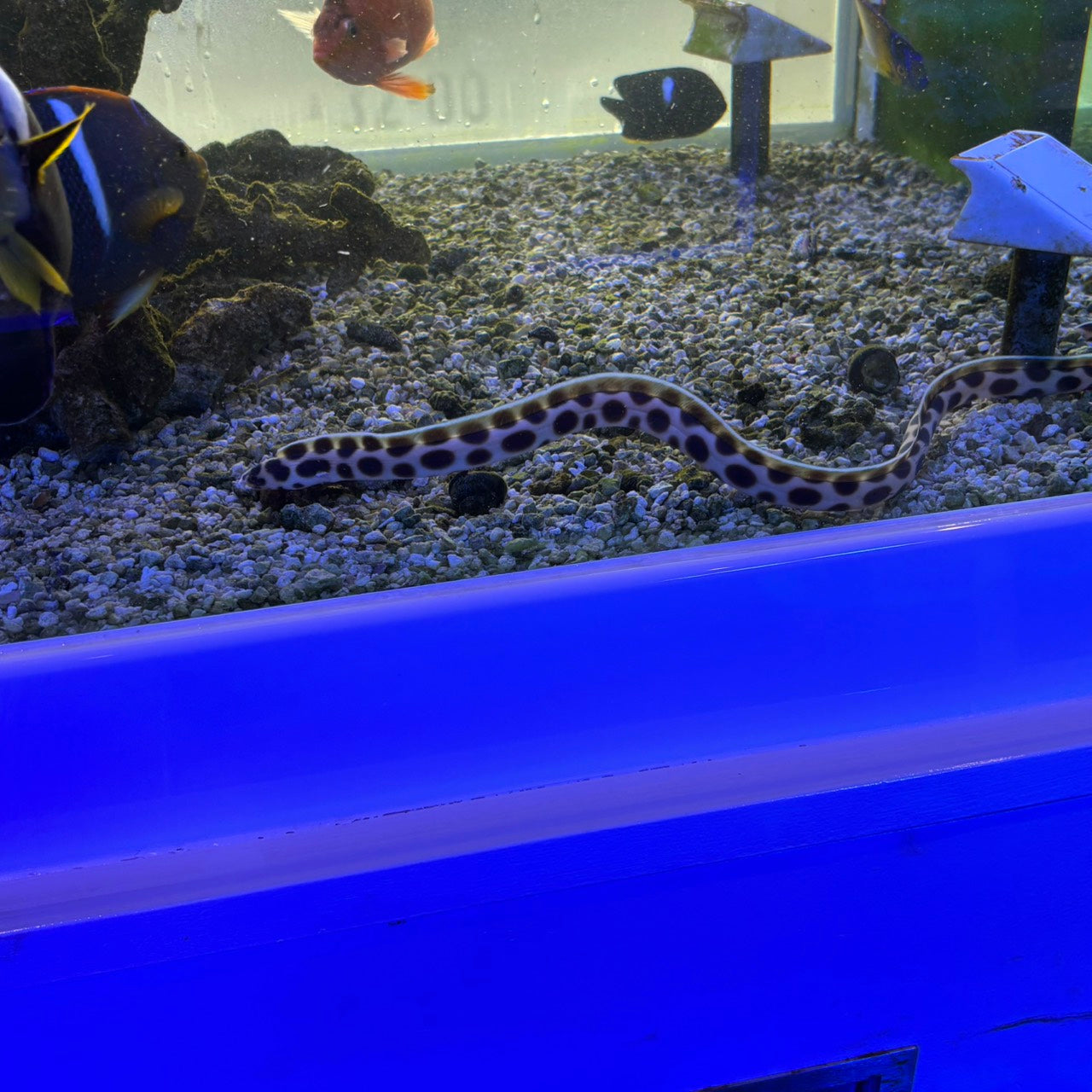 モヨウモンガラドオシ