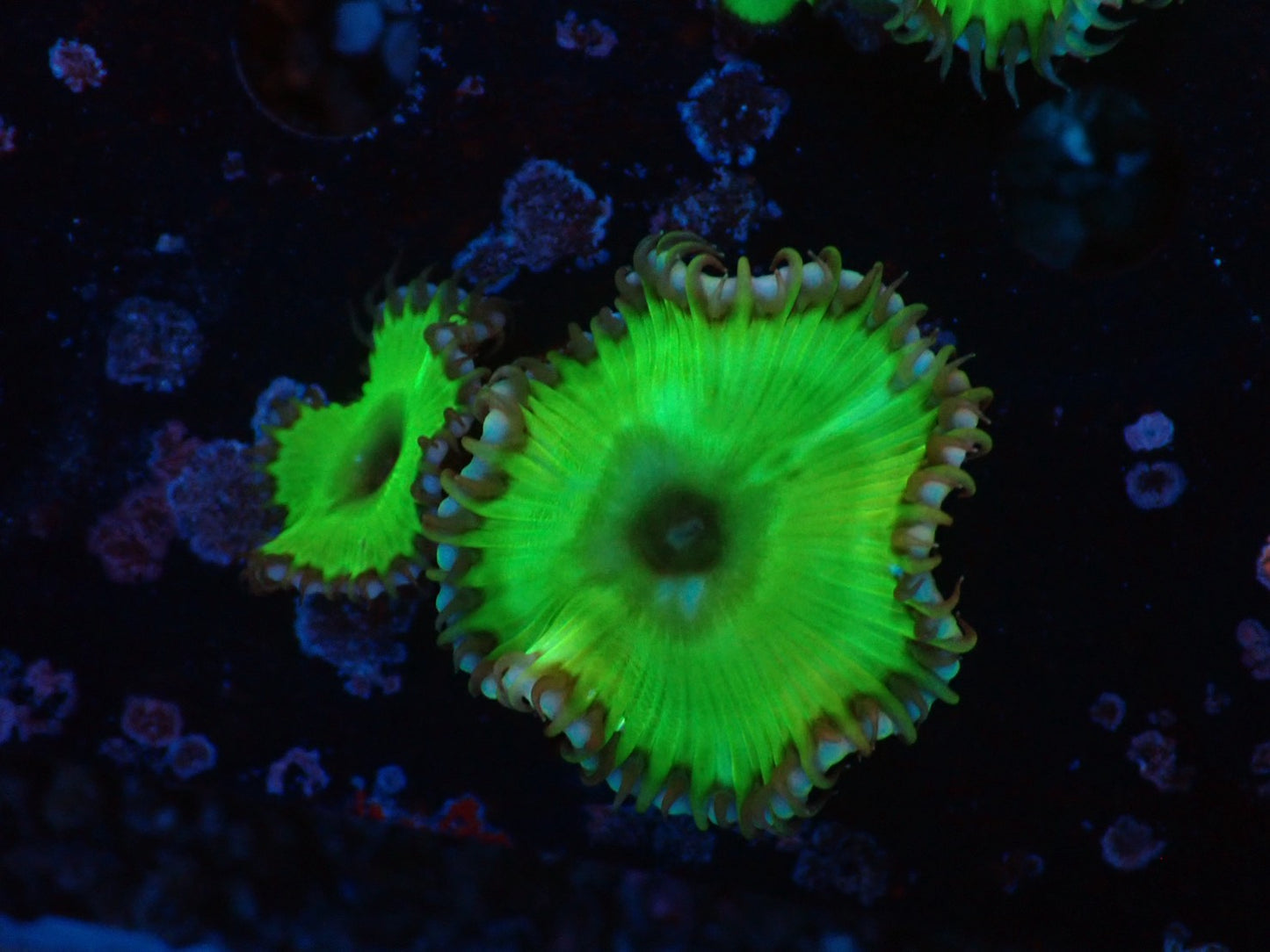 サンゾアシッド