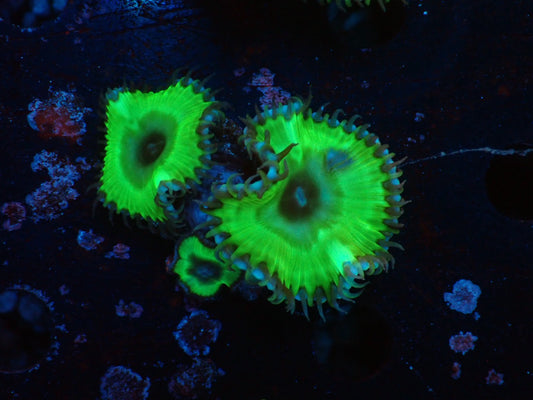 サンゾアシッド