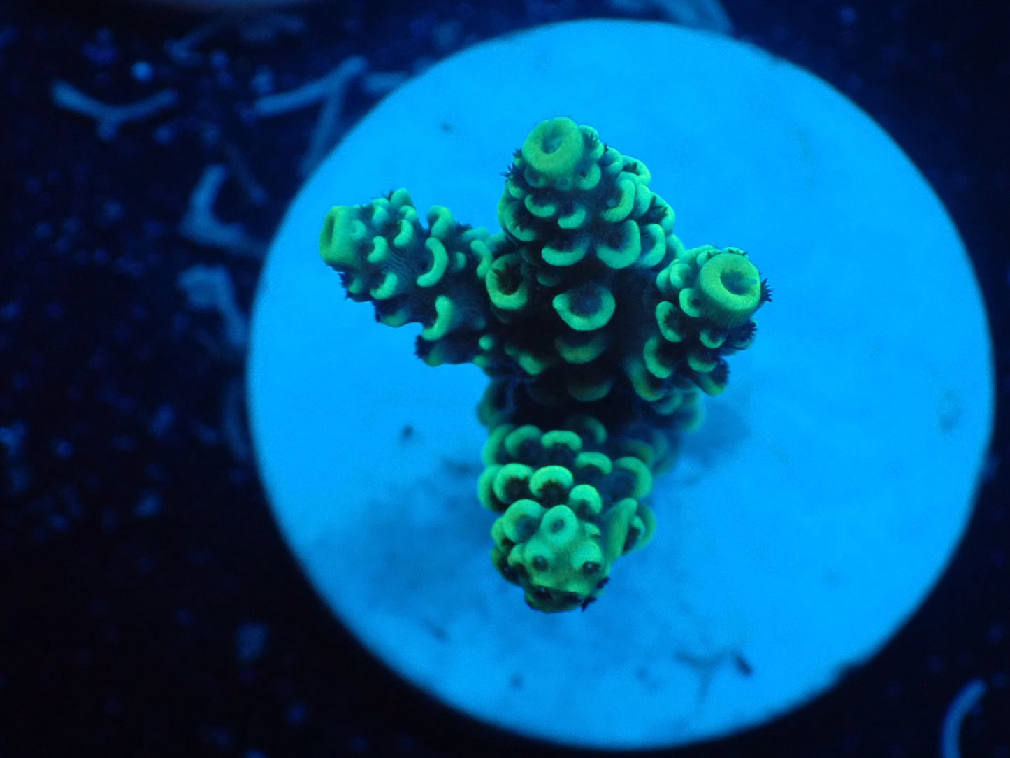 ミドリイシフラグ04