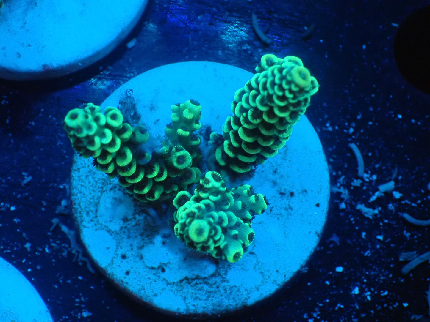 ミドリイシフラグ04