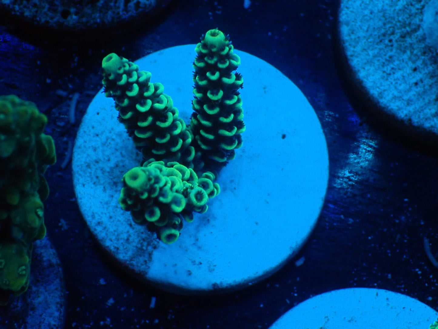 ミドリイシフラグ04