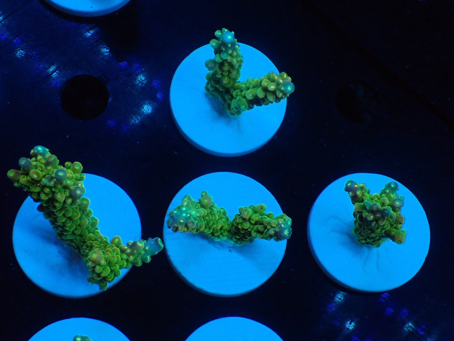 ミドリイシフラグ09