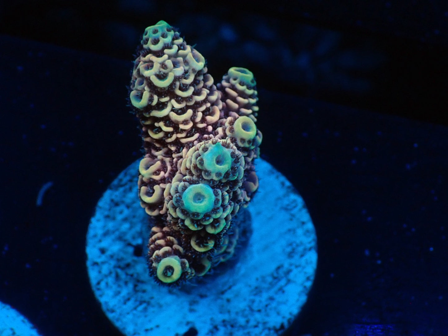 ミドリイシフラグ03