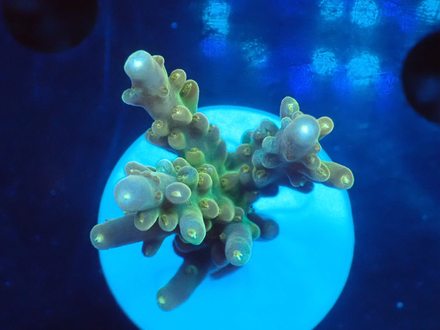 ミドリイシフラグ10