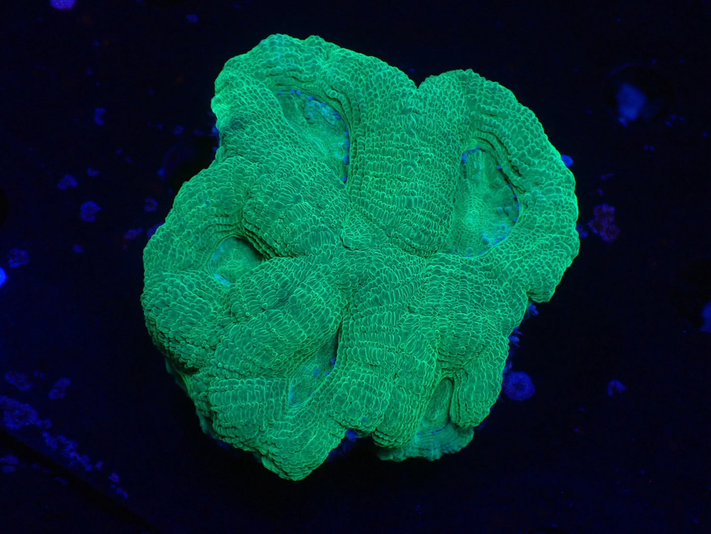 オーストラリア産ボアバンキ7