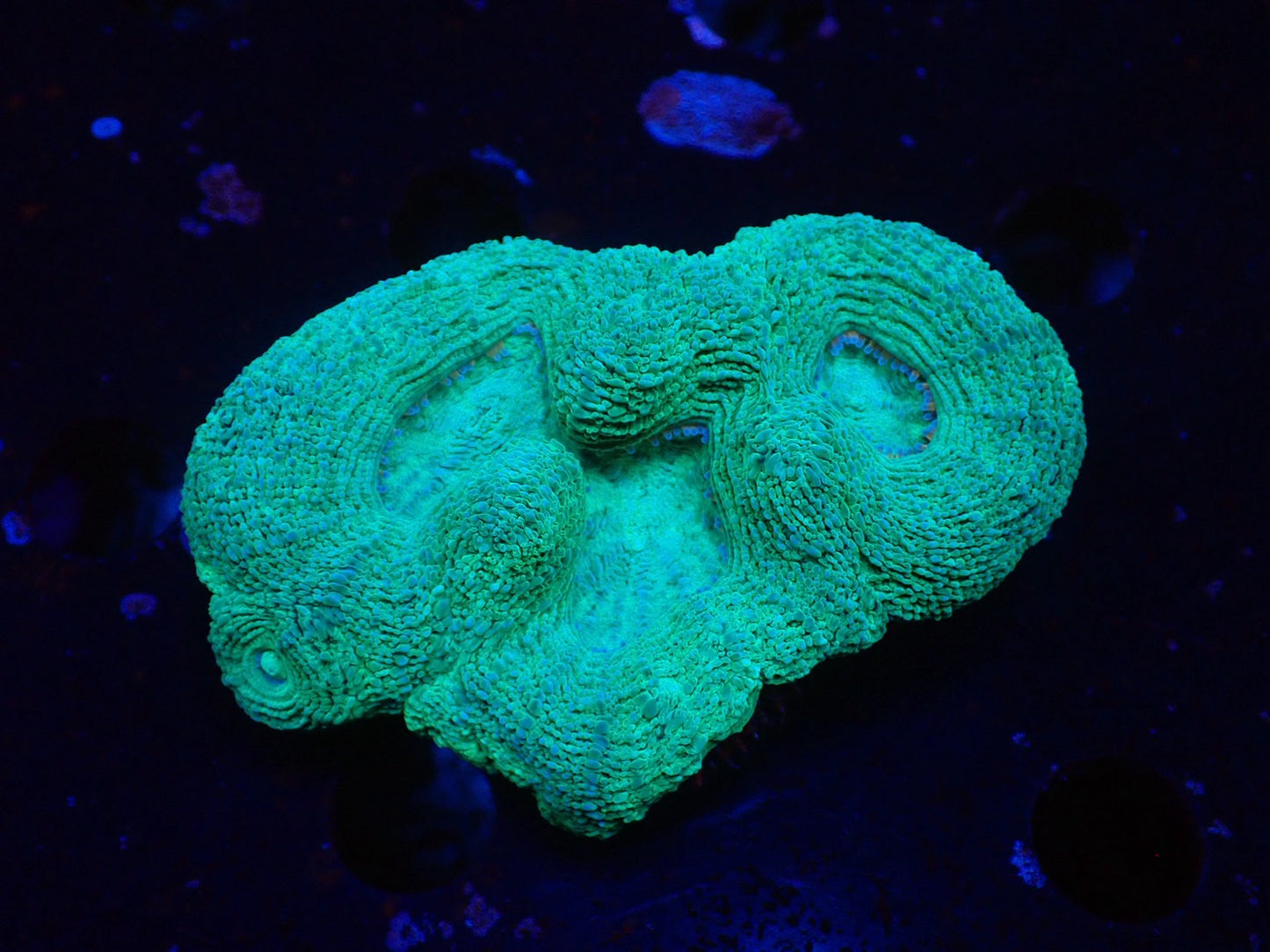 オーストラリア産ボアバンキ8