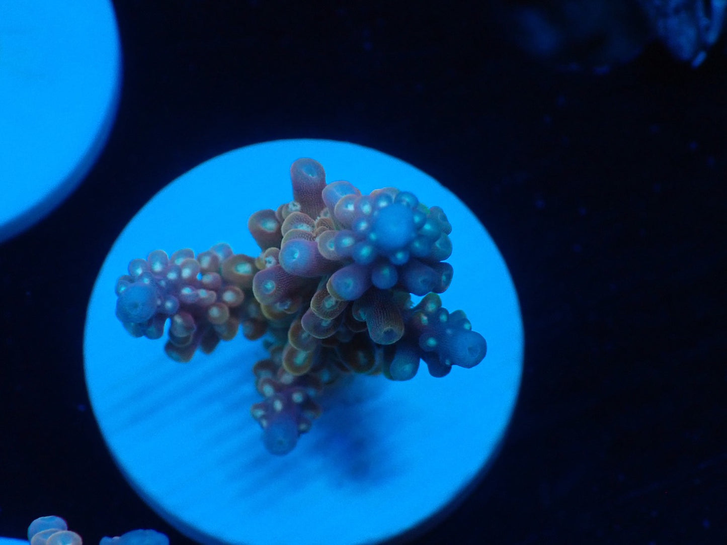 ミドリイシフラグ07