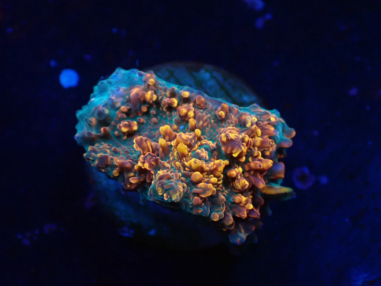 希少キッカサンゴ