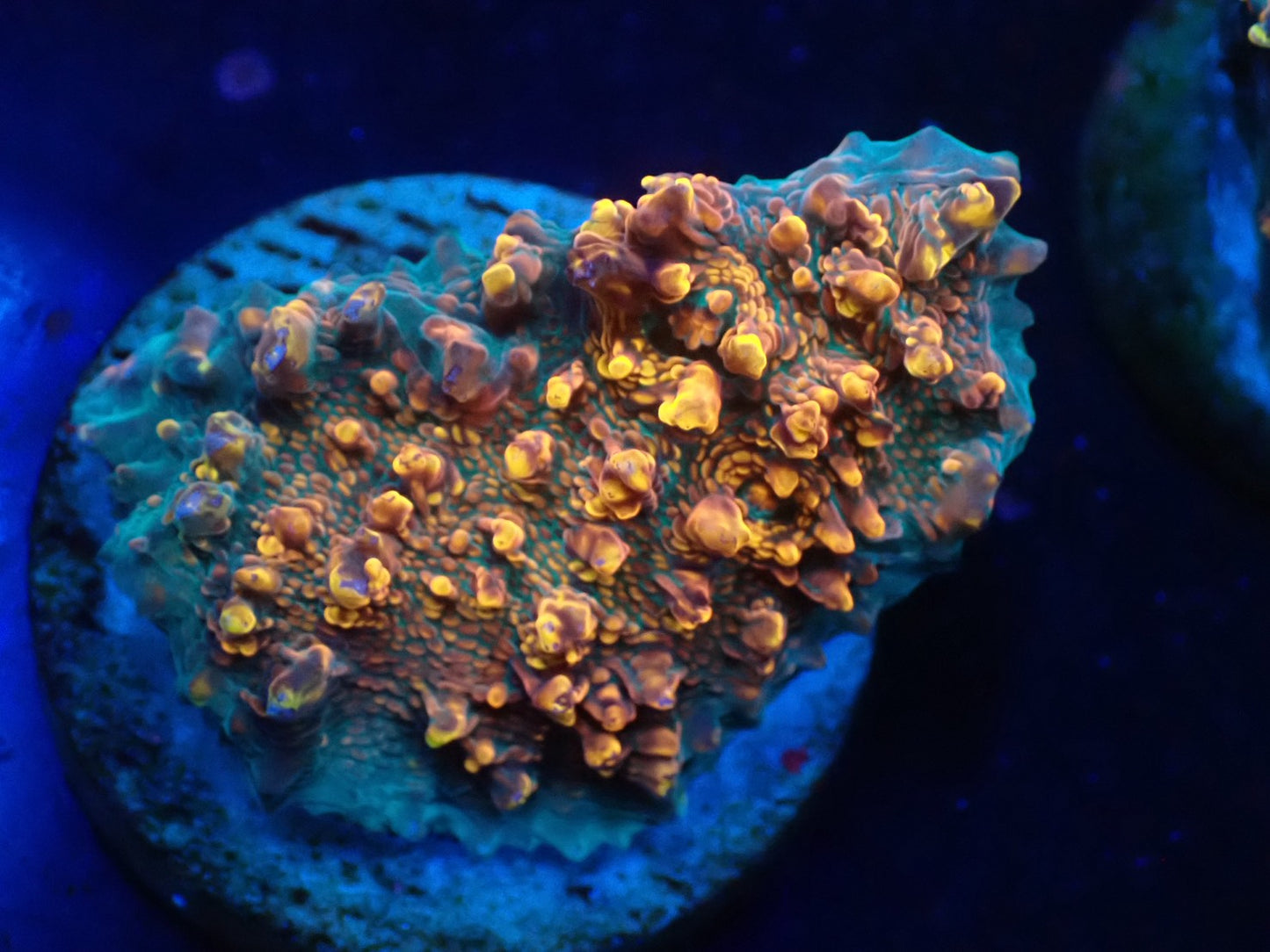 希少キッカサンゴ