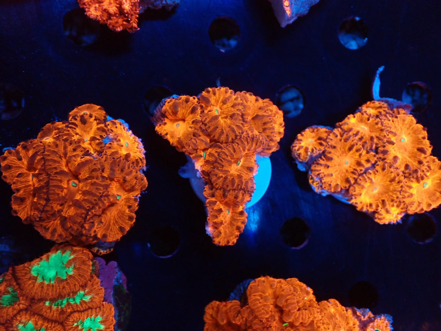 オオタバサンゴレッドA