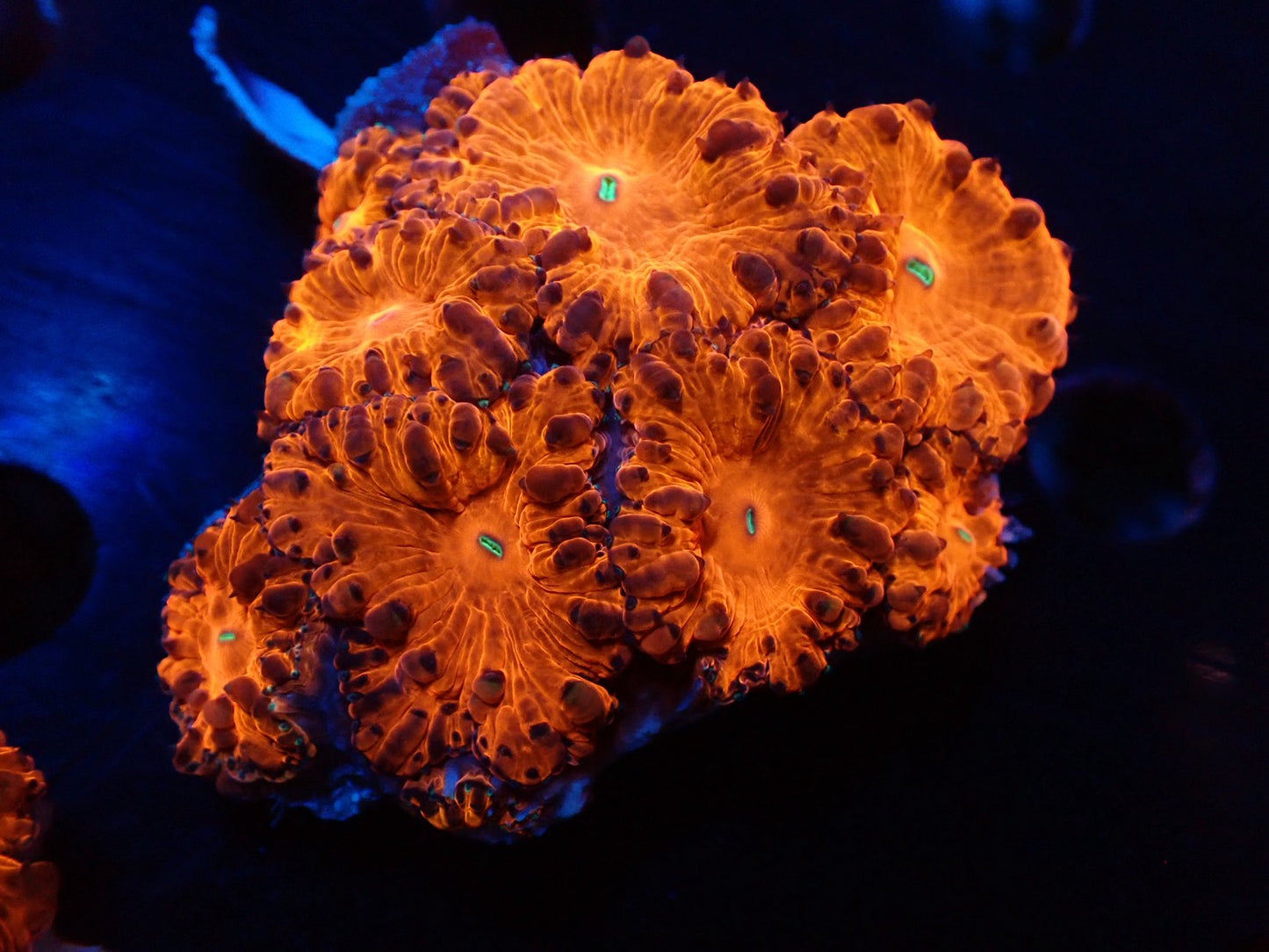 オオタバサンゴレッドA