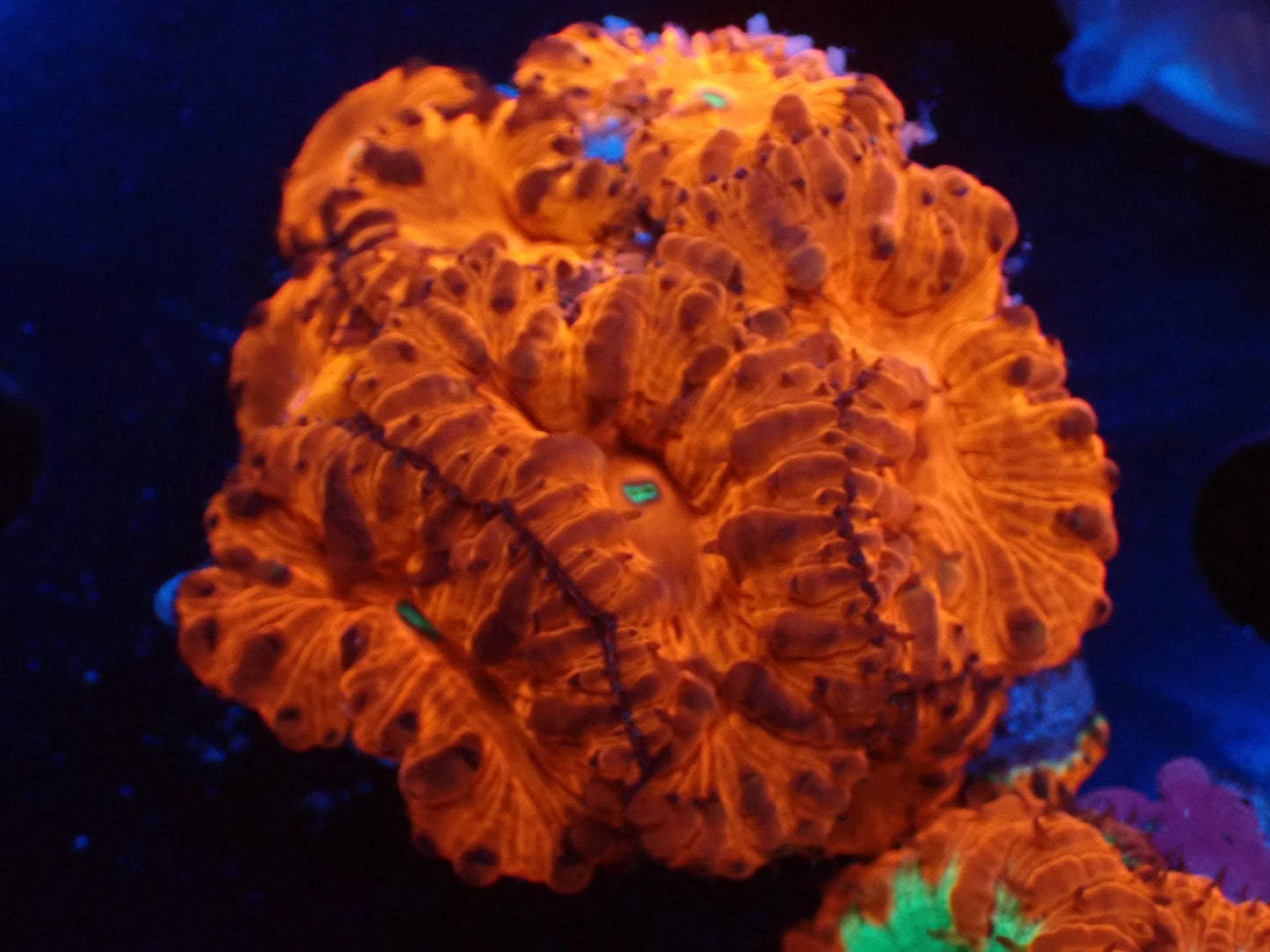 オオタバサンゴレッドA