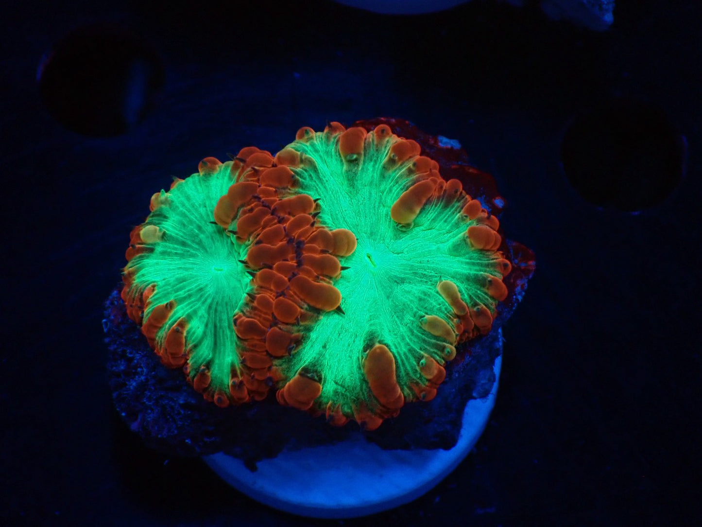 オオタバサンゴフラグ