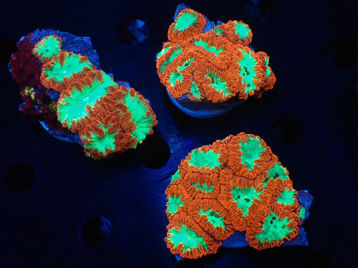 オオタバサンゴB