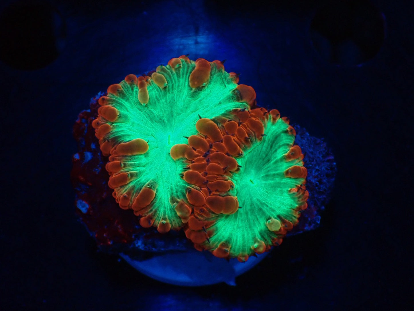 オオタバサンゴフラグ