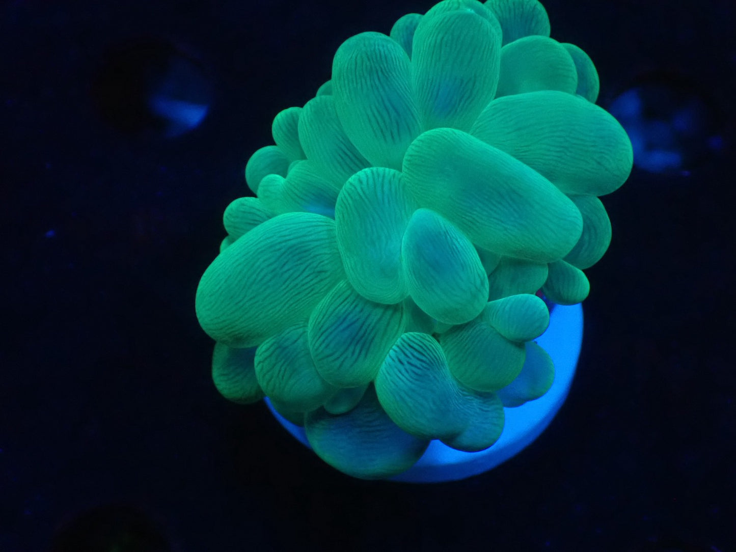 バブルコーラルA