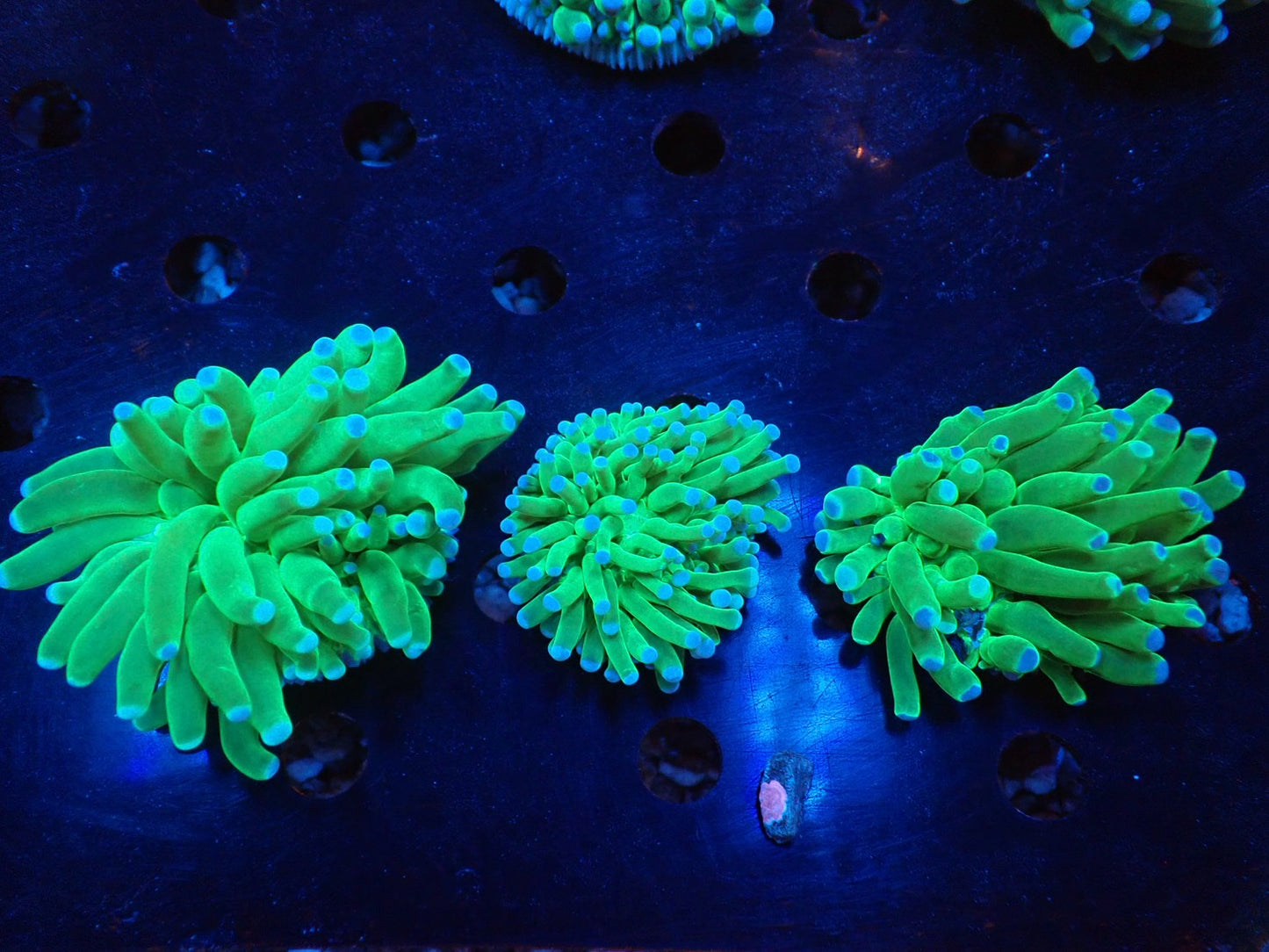 パラオクサビライシB