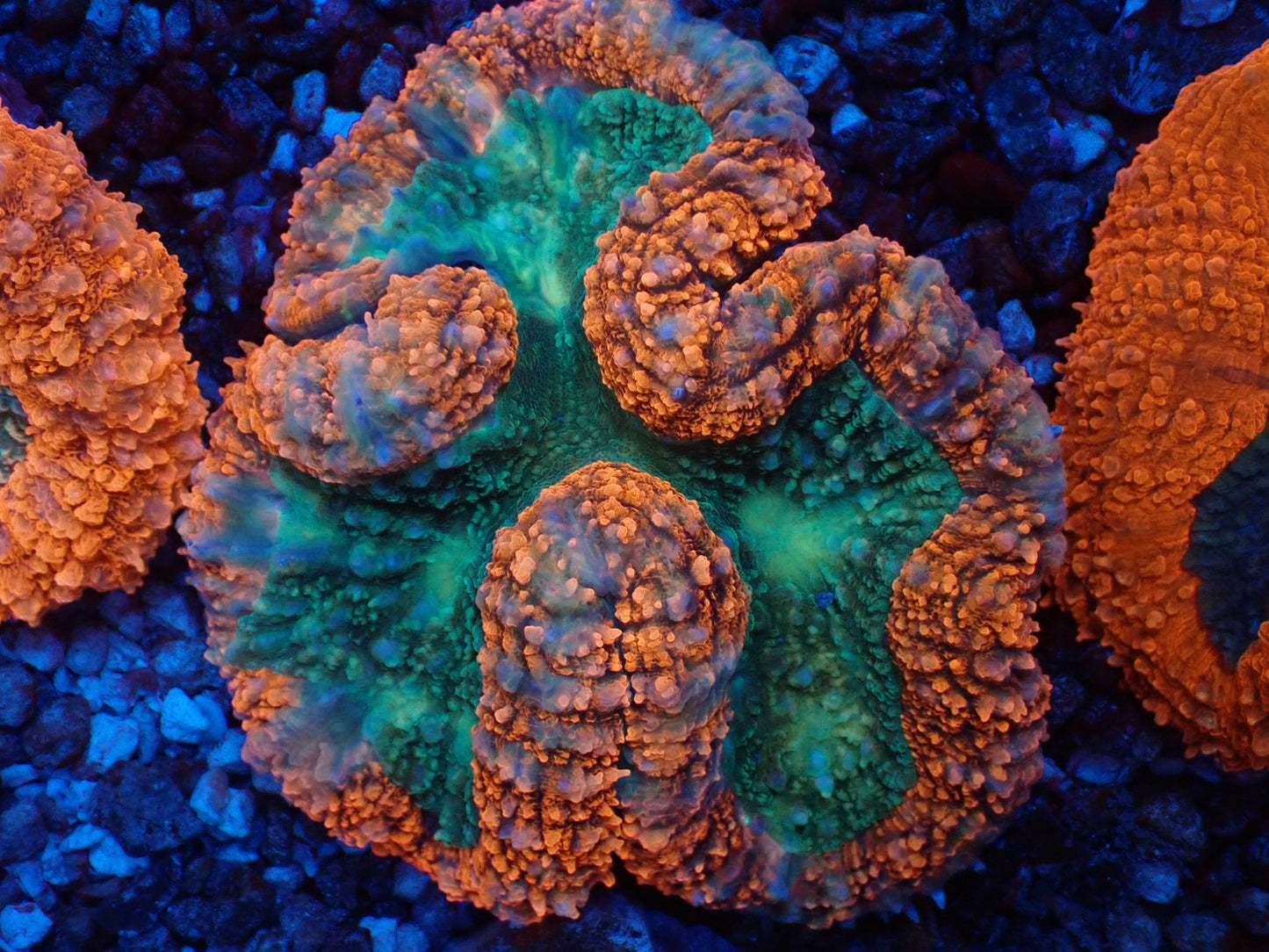 ハナガタサンゴ03