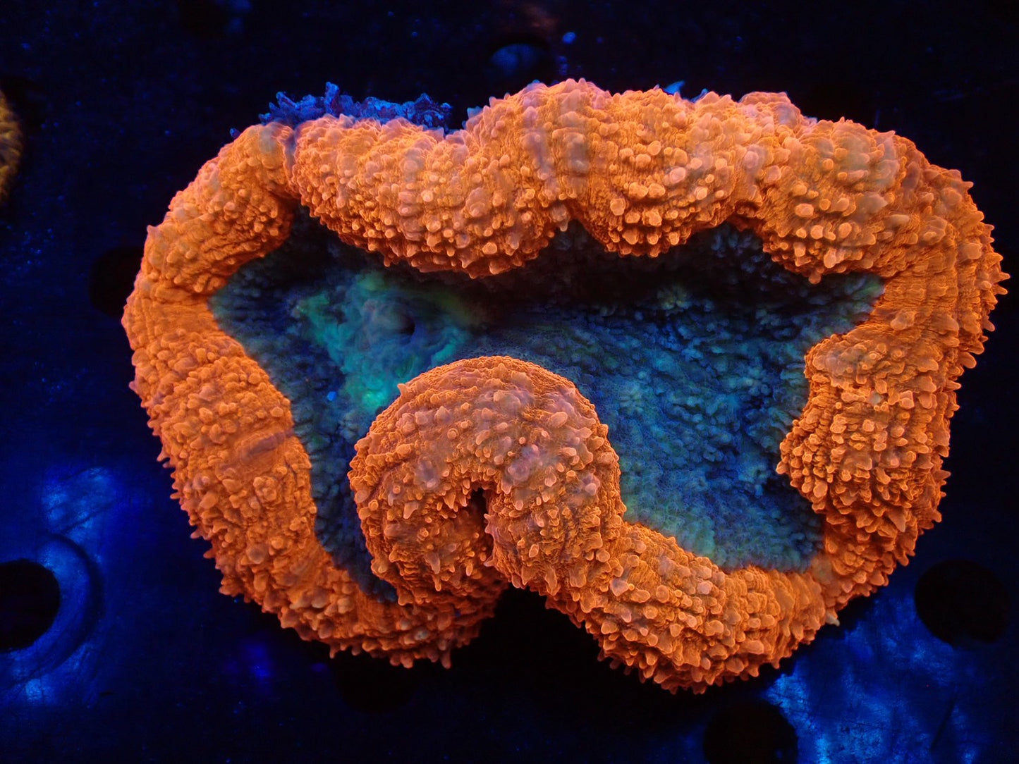 ハナガタサンゴ04