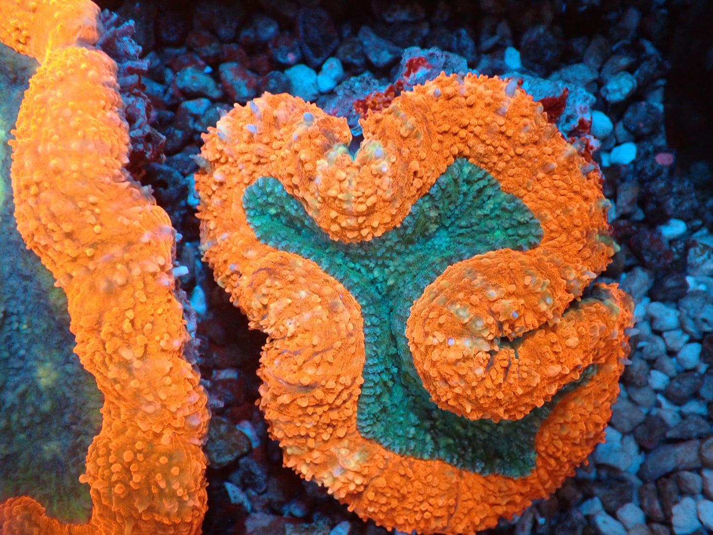 ハナガタサンゴ05