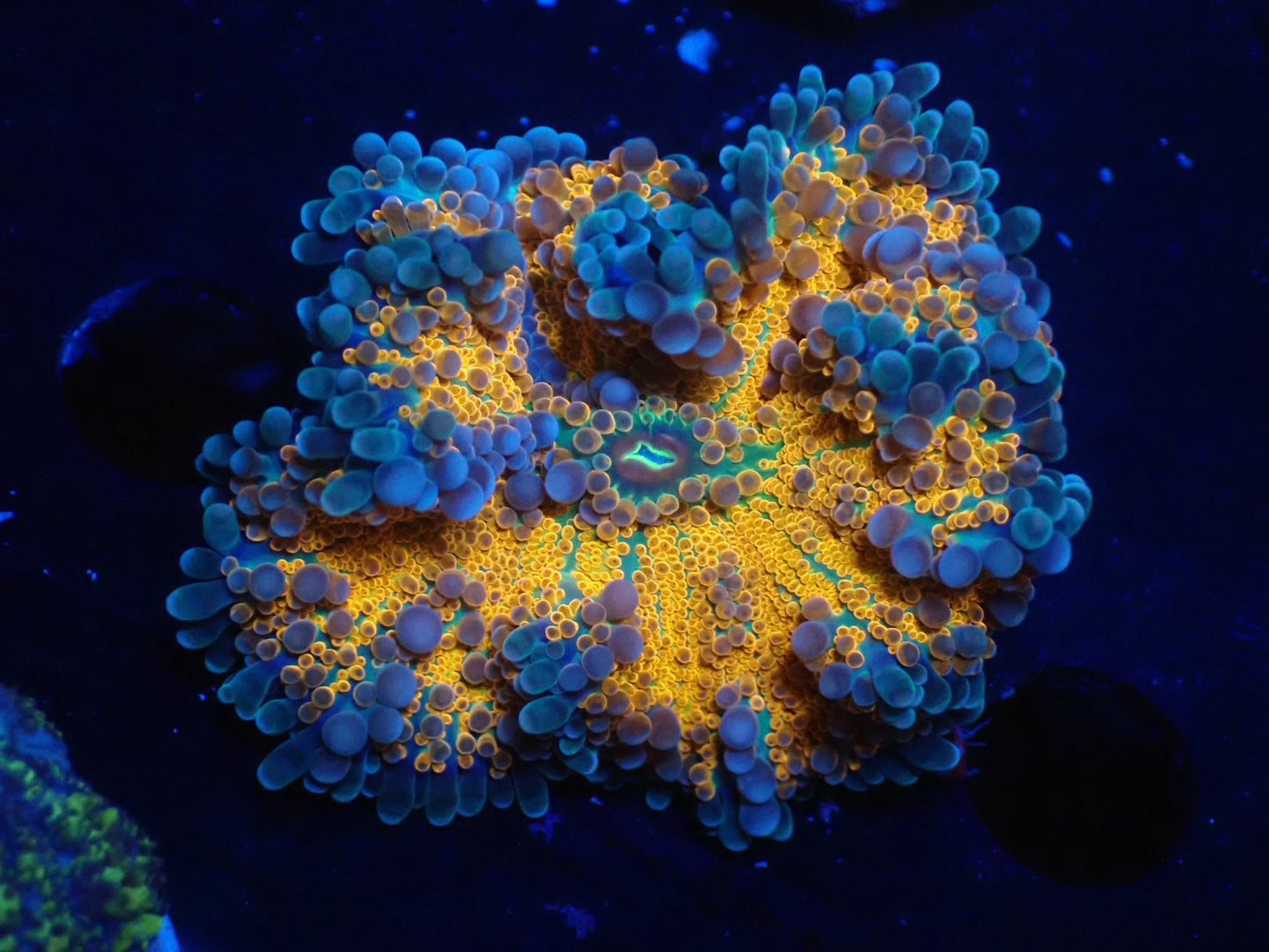 バブルディスクコーラル02