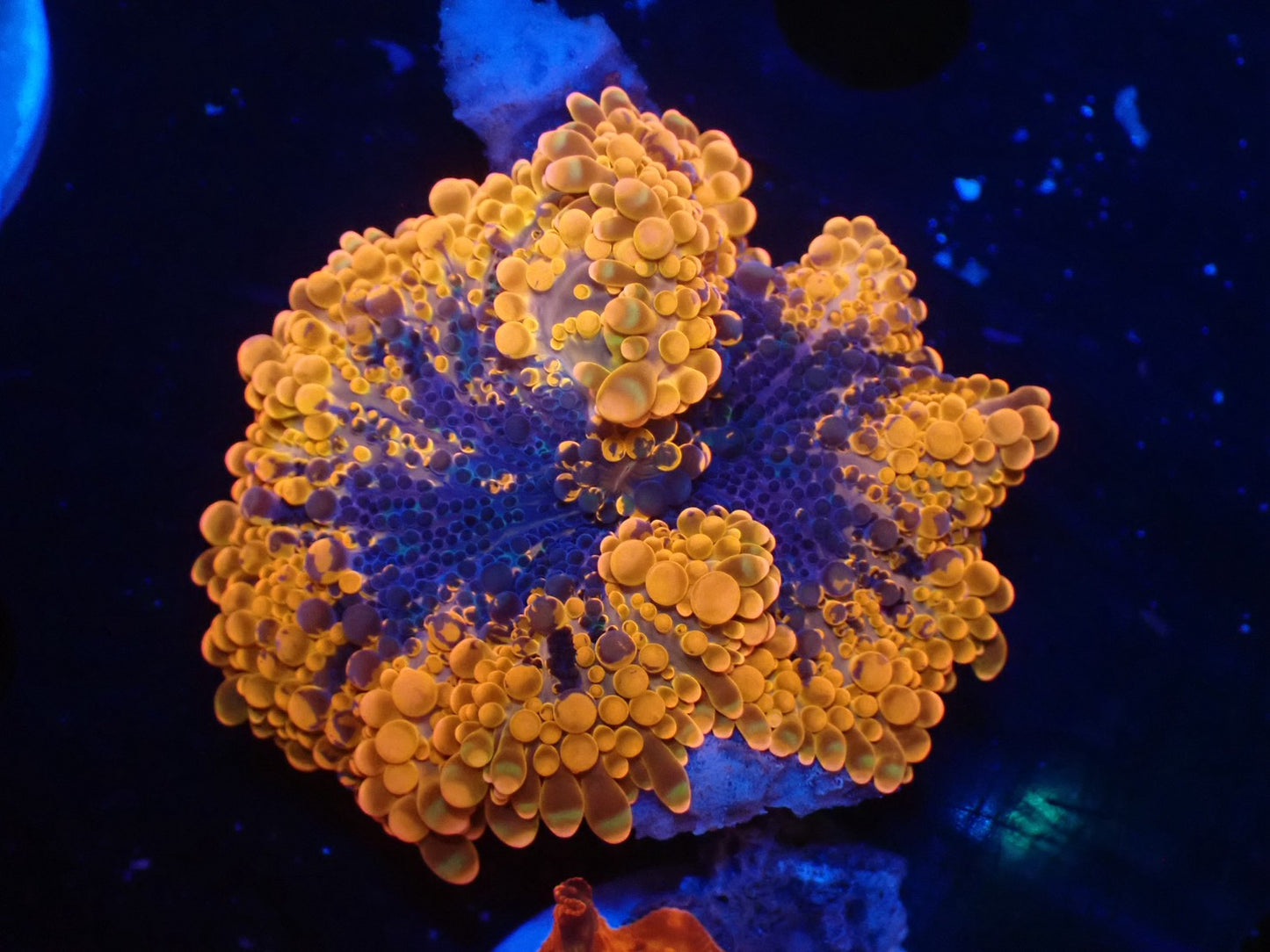 バブルディスクコーラル03