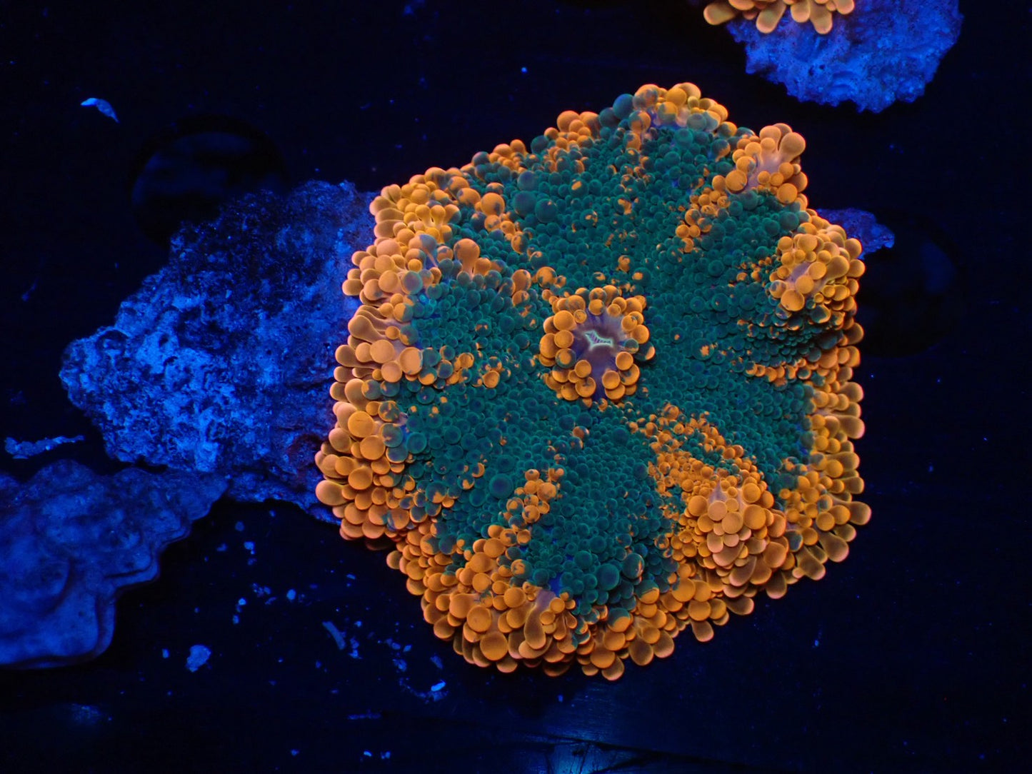 バブルディスクコーラル05