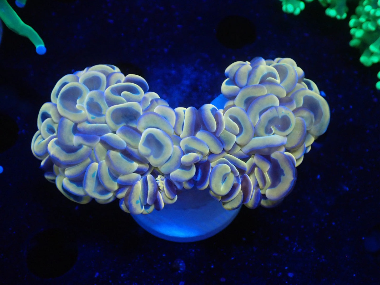 ナガレハナサンゴ14