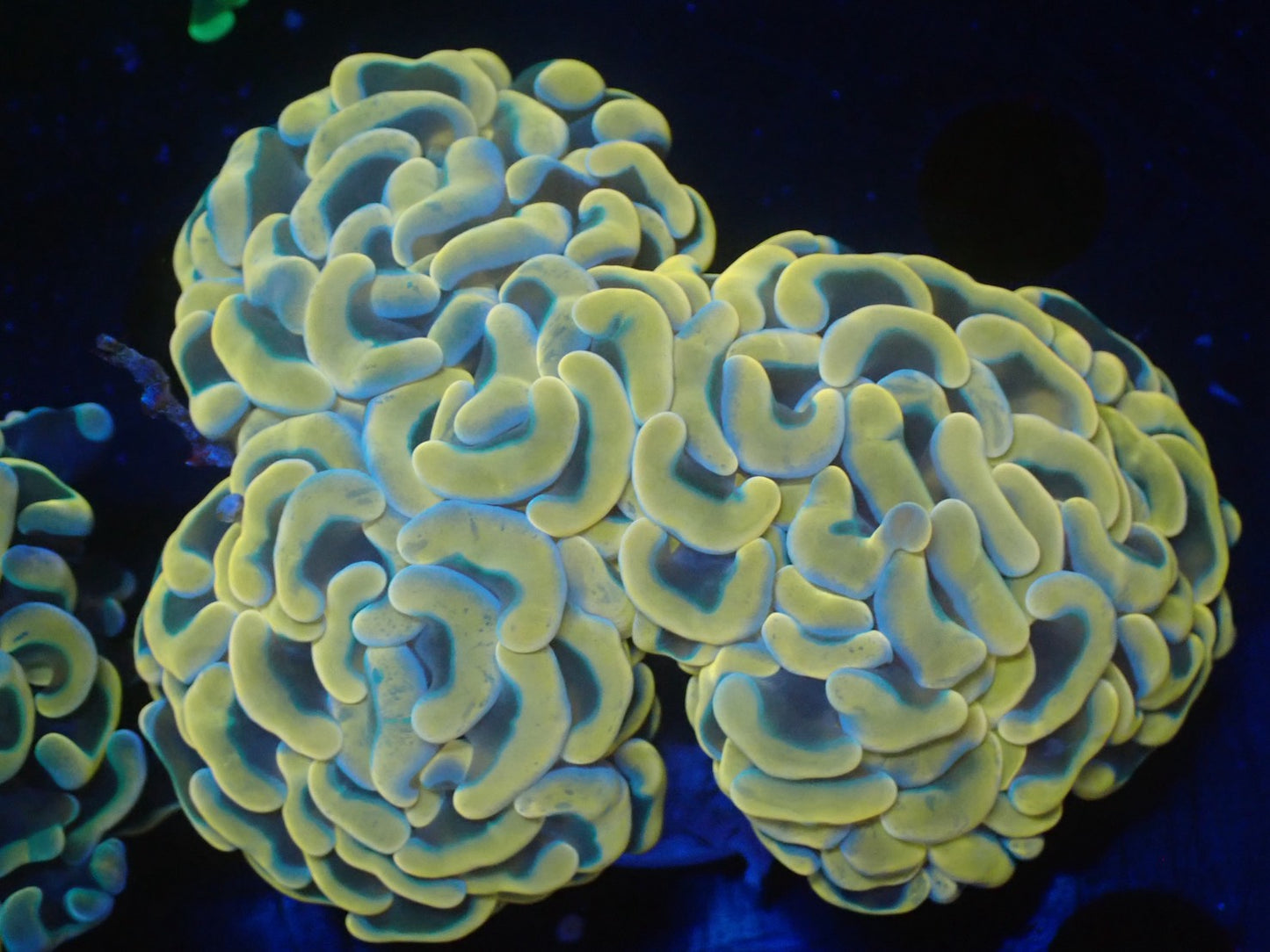 ナガレハナサンゴ10