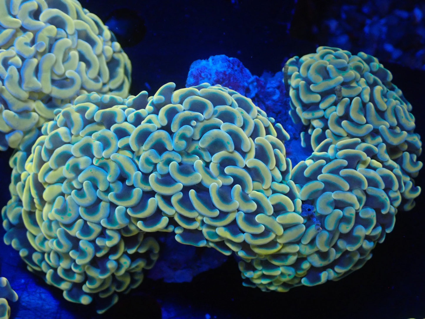 ナガレハナサンゴ06