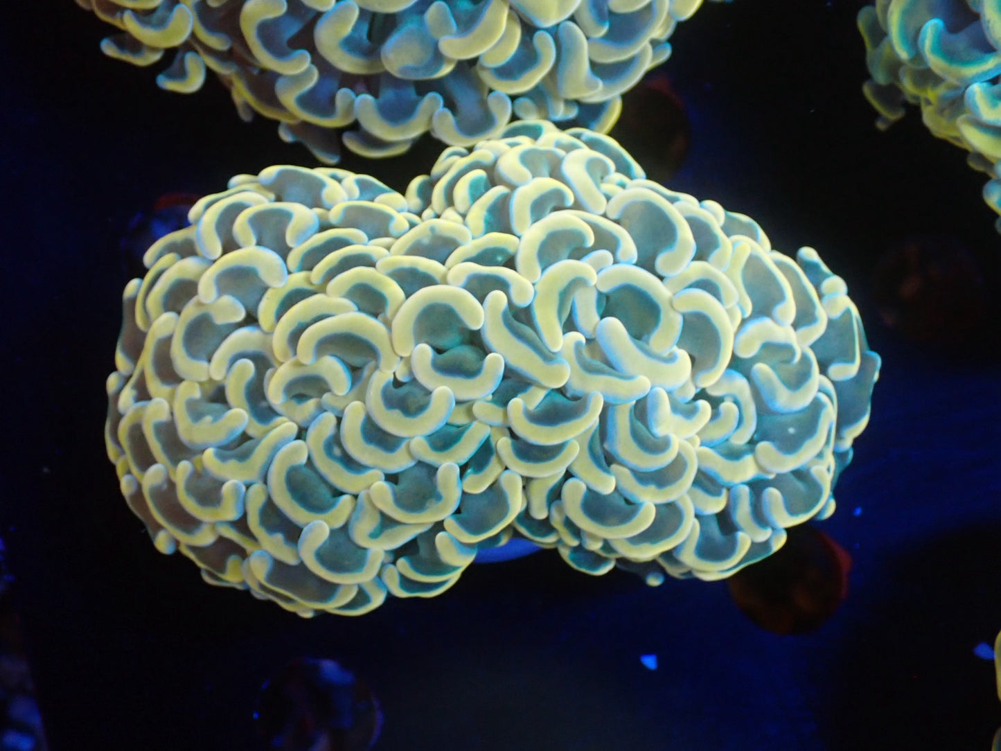 ナガレハナサンゴ02