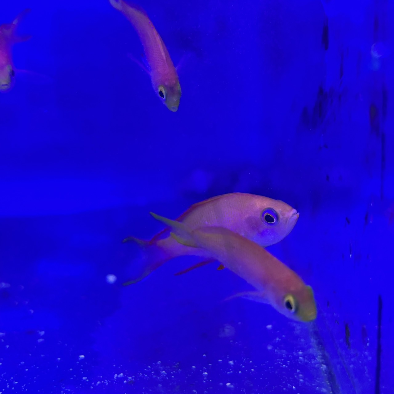 フチドリハナダイオス