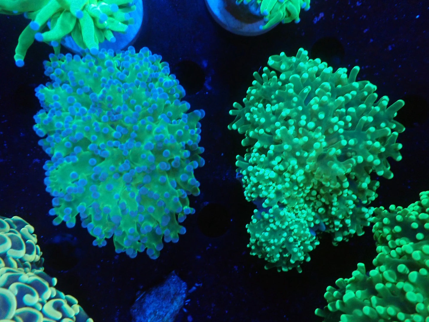 タコアシサンゴ小