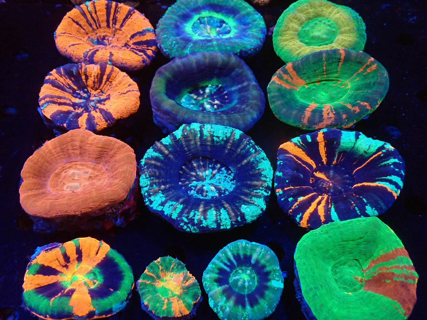 スコリミア(Bleeding apple)