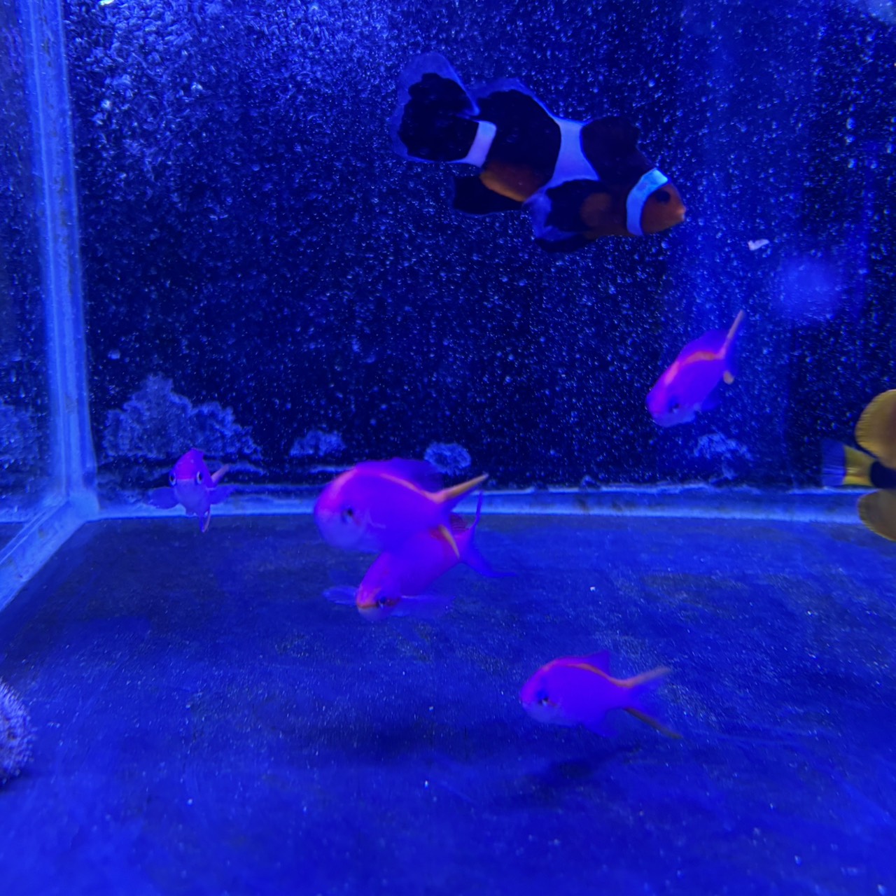 パープルクィーン