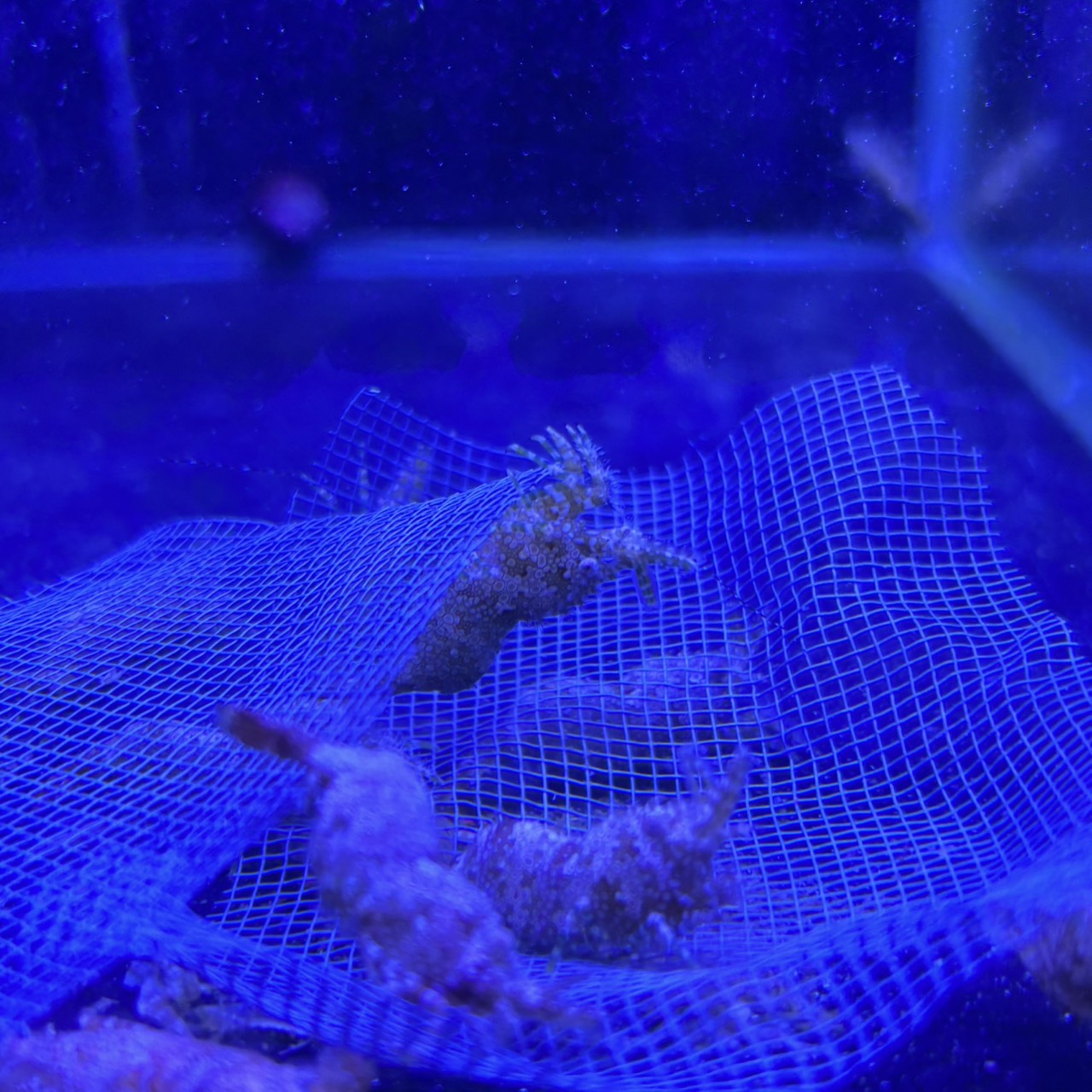 フシウデサンゴモエビ