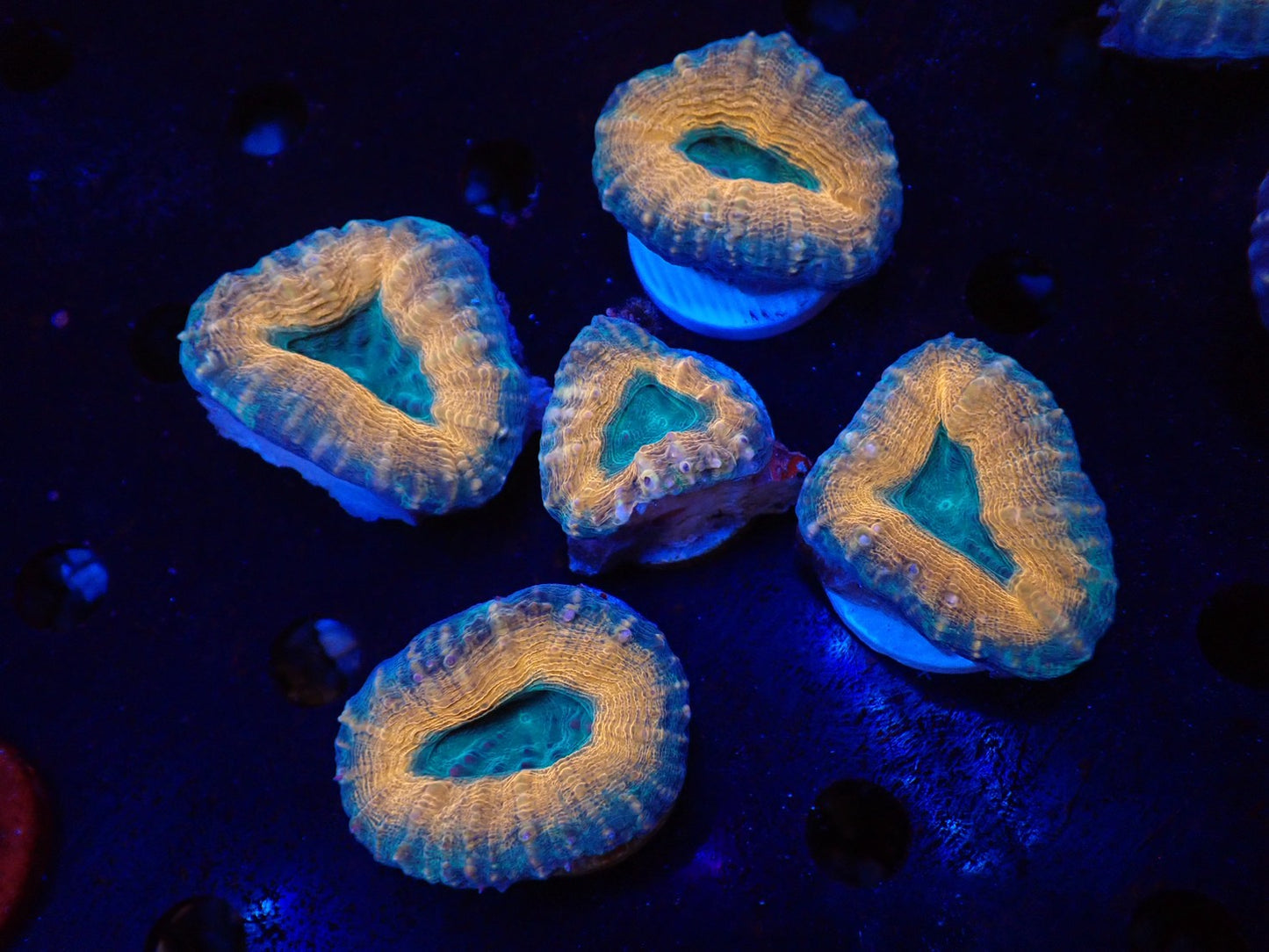 ハナガタサンゴ05