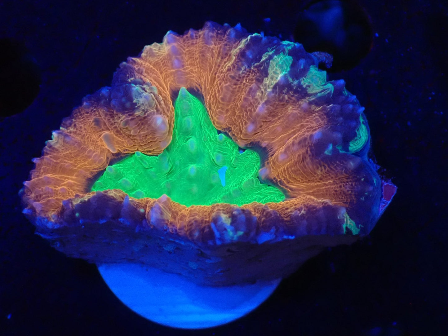 ハナガタサンゴ07