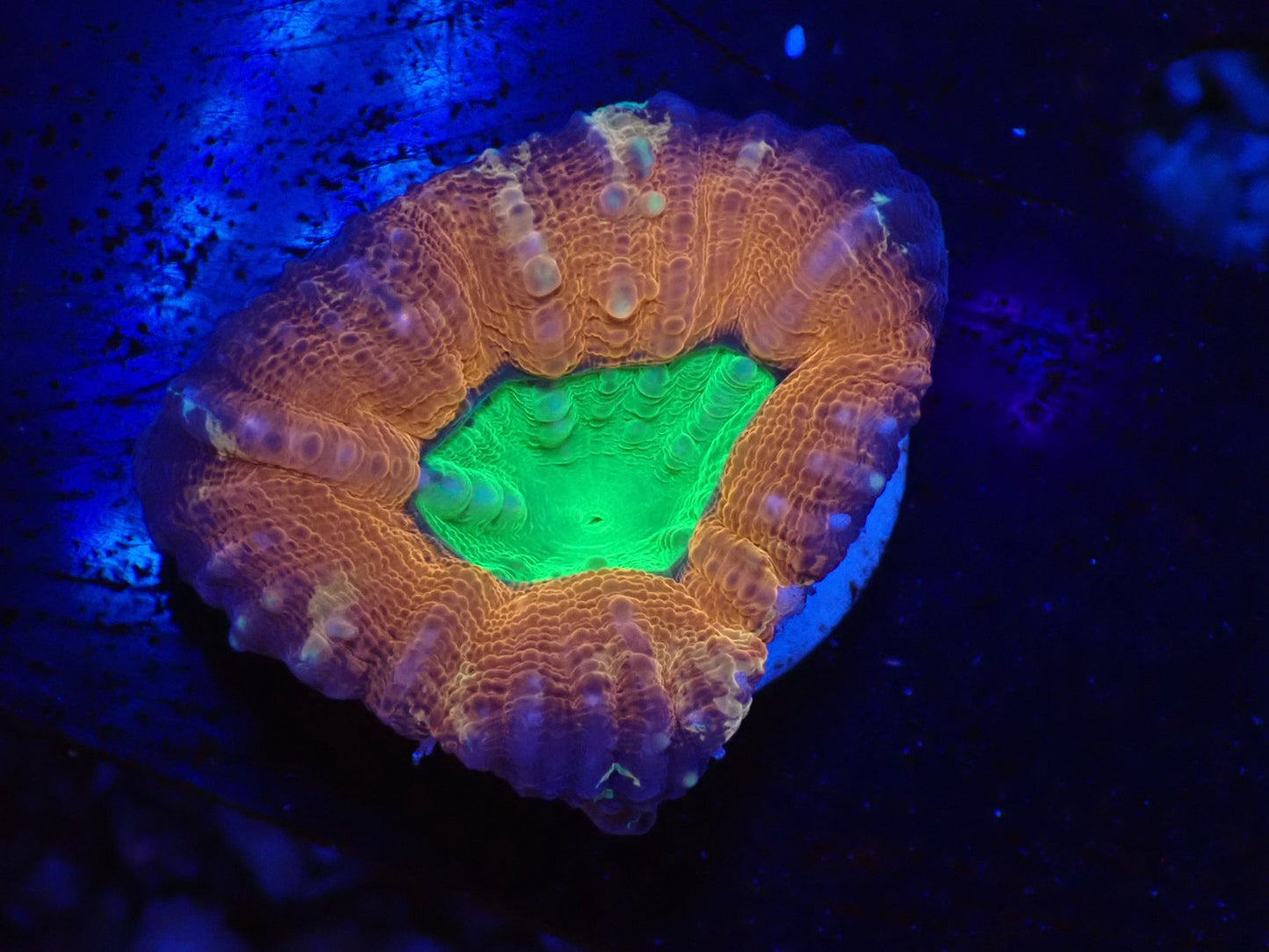 ハナガタサンゴ08