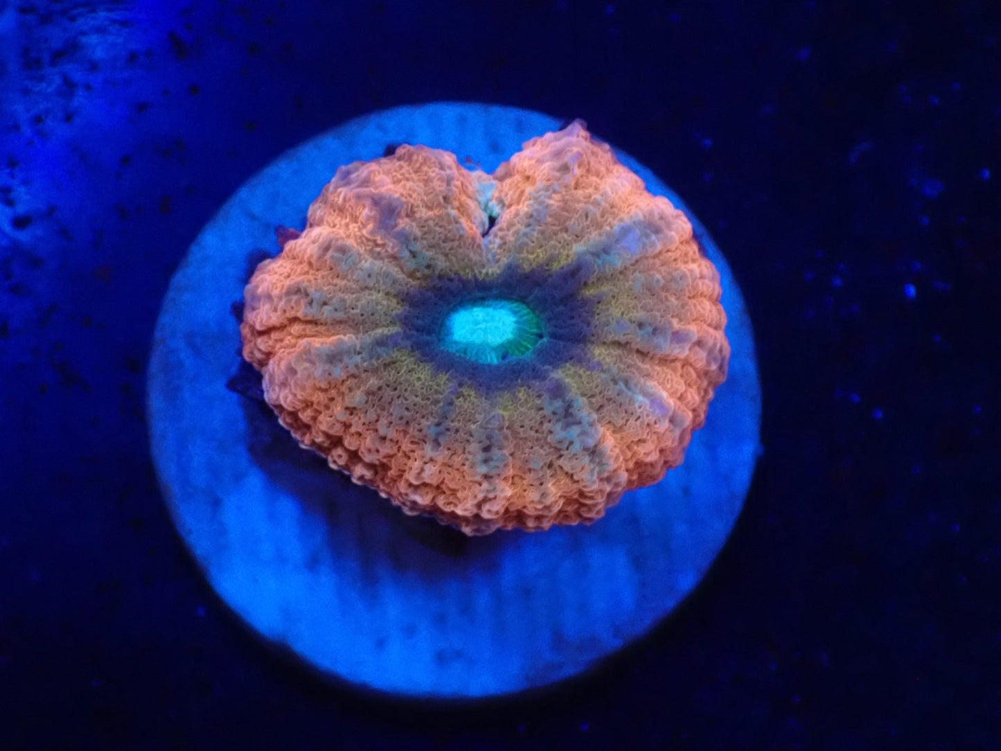 ハナガタサンゴ010