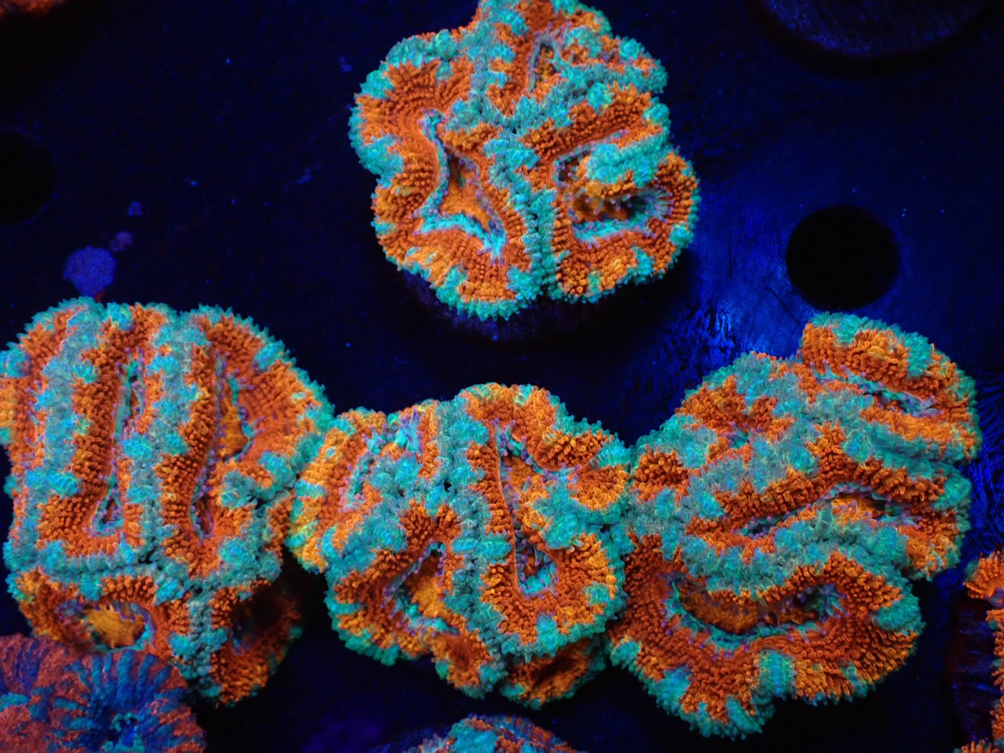 オーストラリア産カクオオトゲキクメイシフラグ01