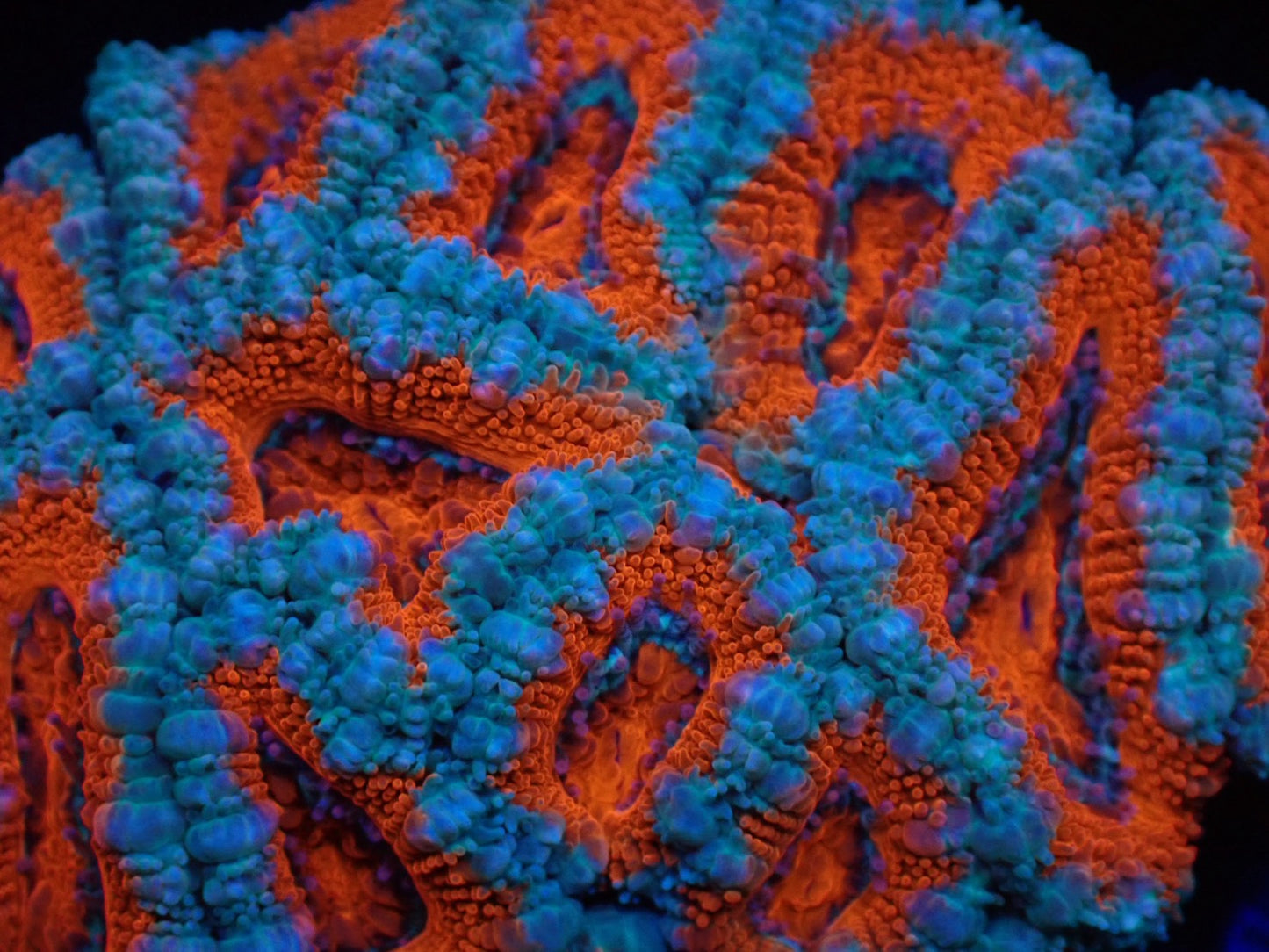 オーストラリア産カクオオトゲキクメイシ02