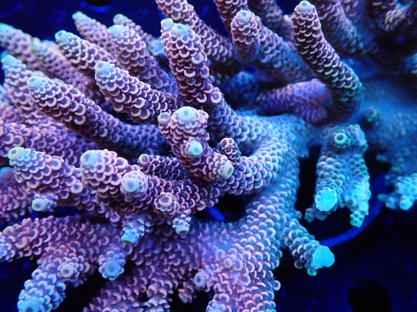 オーストラリア産ミドリイシワイルド02