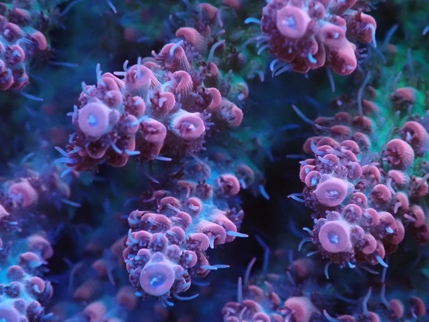 オーストラリア産ミドリイシワイルド01