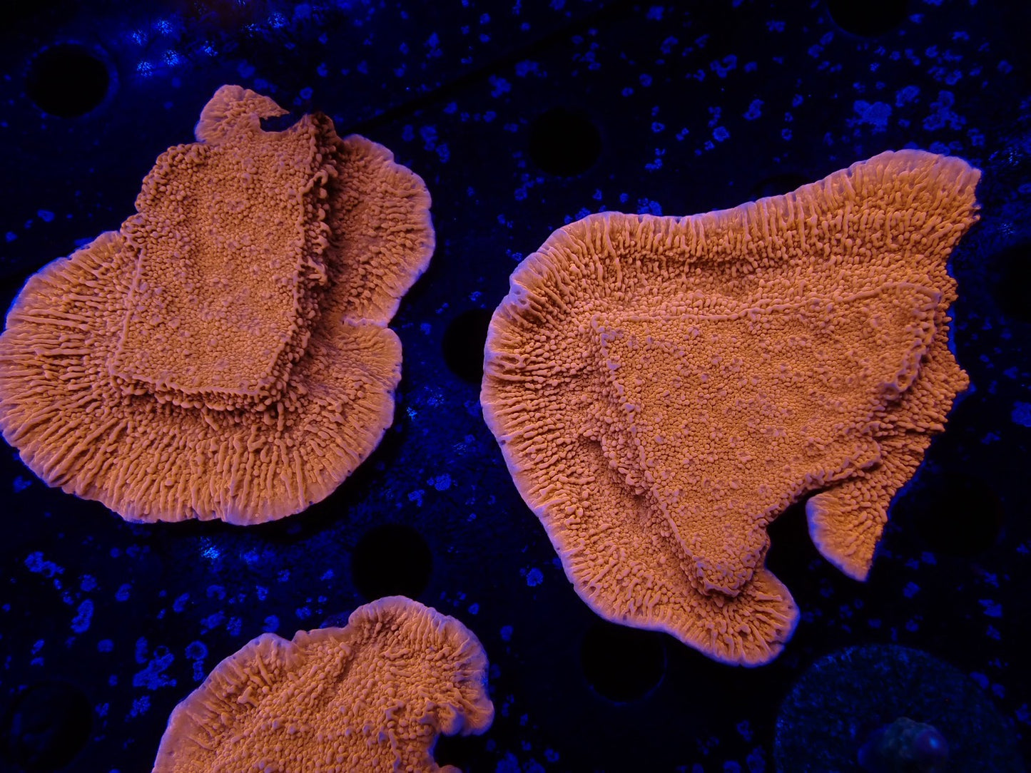 ウスコモンレッド