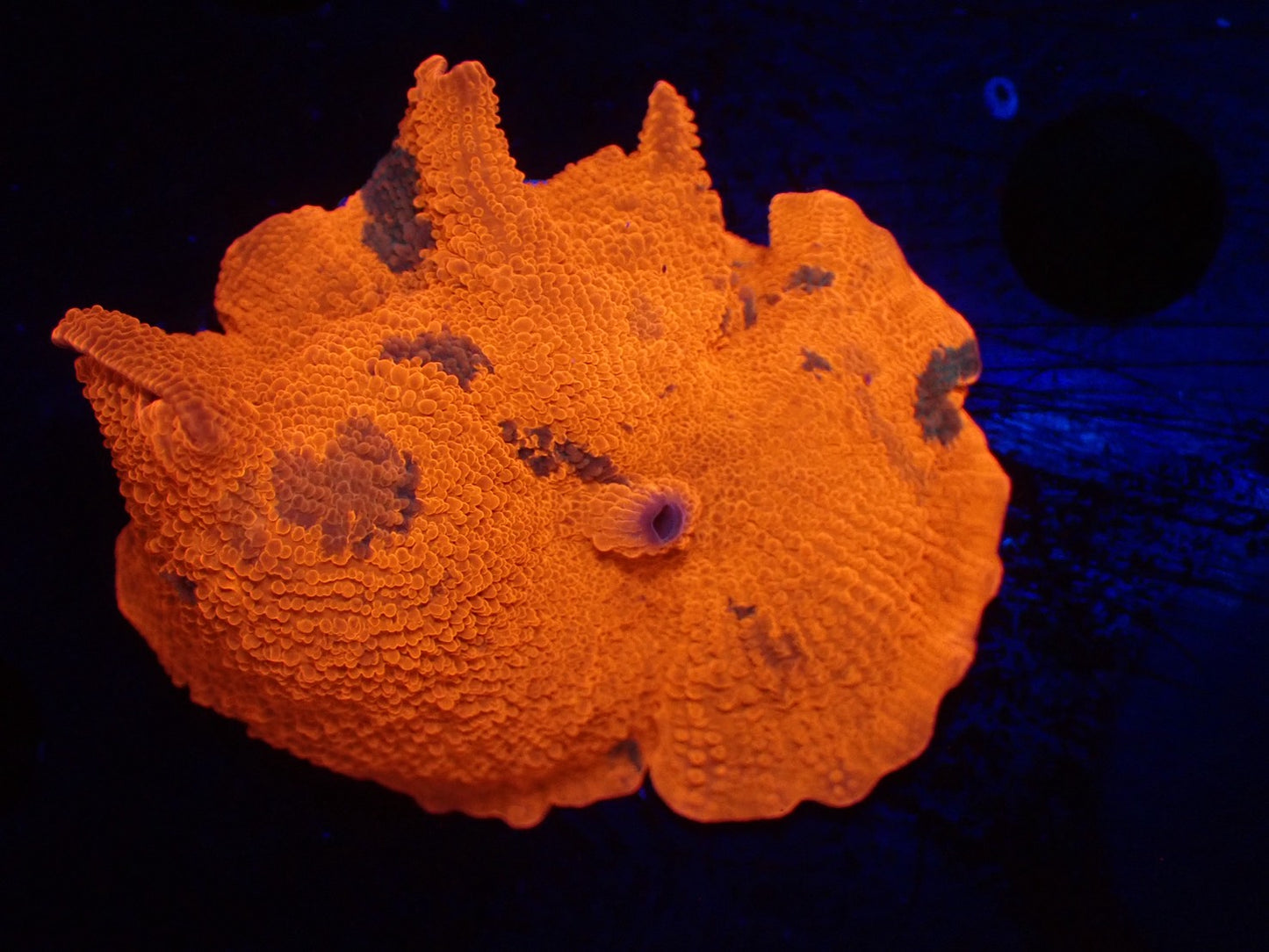 Jawbreaker Mushroom022