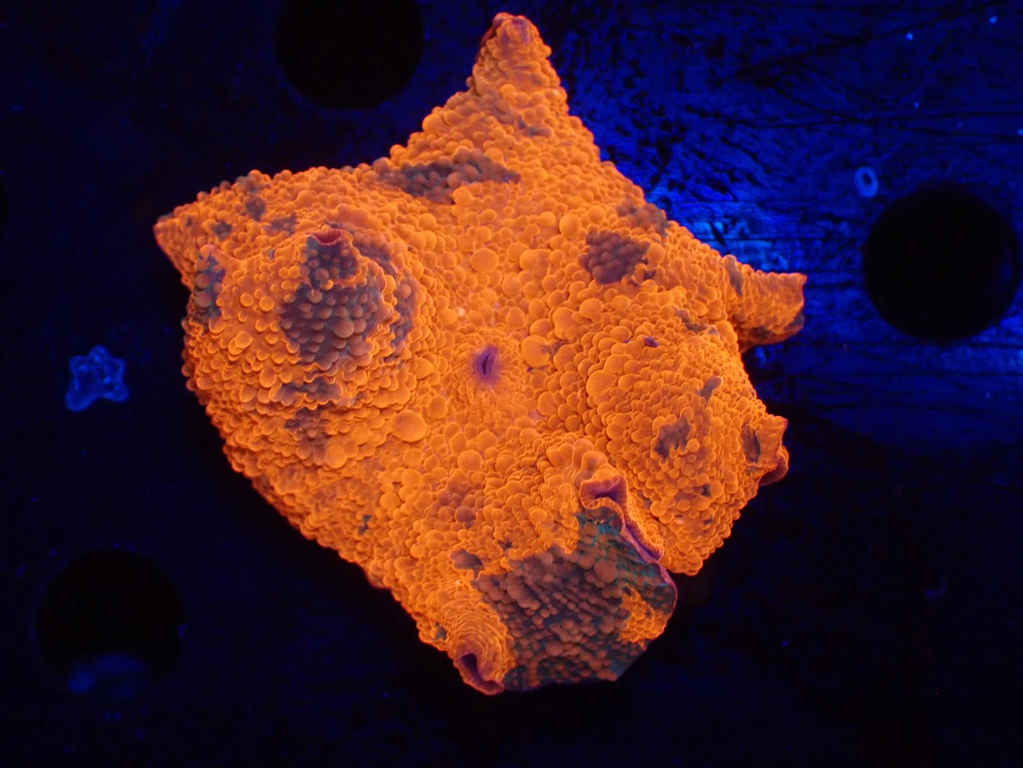 Jawbreaker Mushroom021