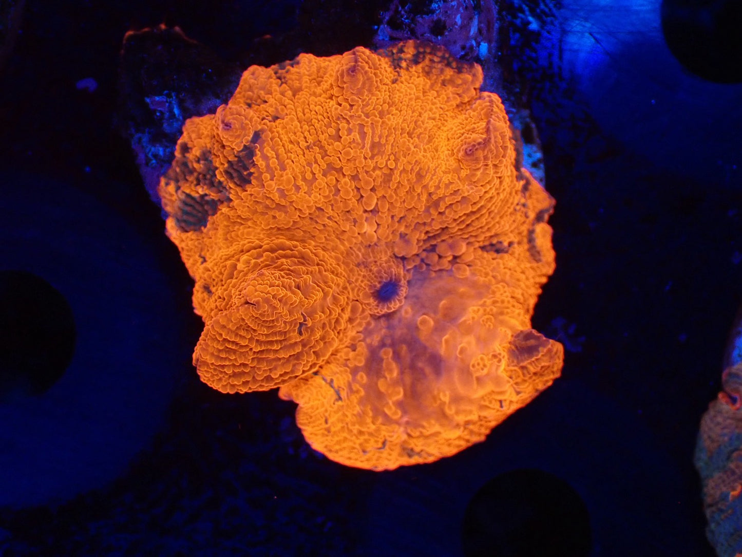 Jawbreaker Mushroom016