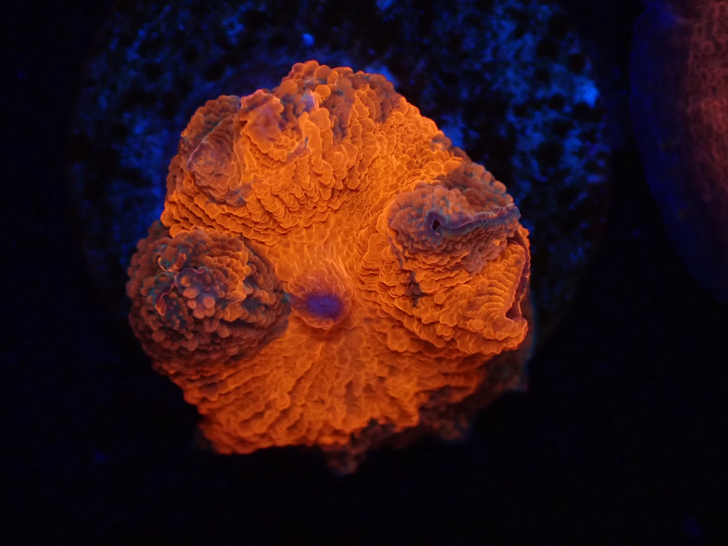 Jawbreaker Mushroom011